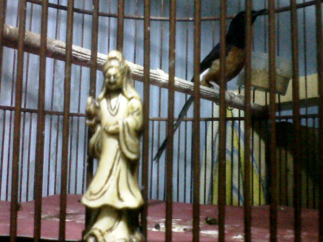 Murai Batu Medan Gacor