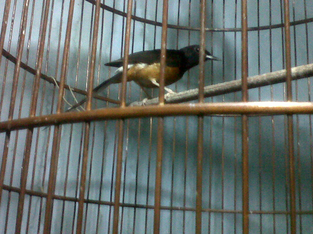 Murai Batu Medan Gacor