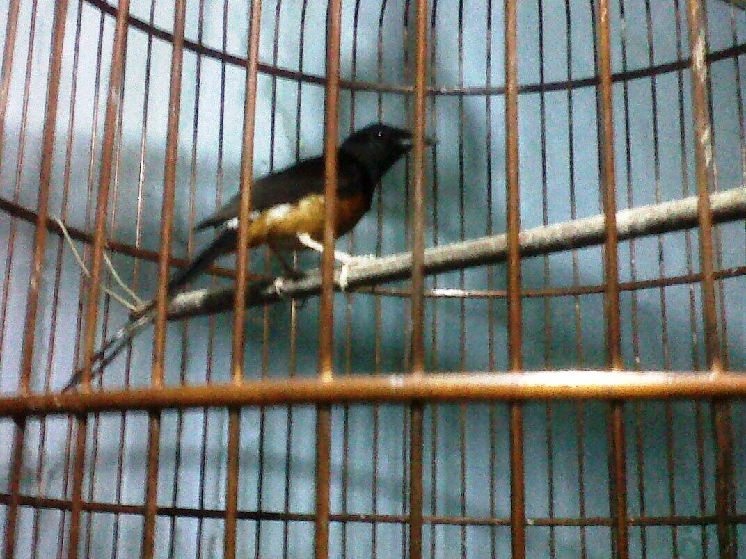 Murai Batu Medan Gacor