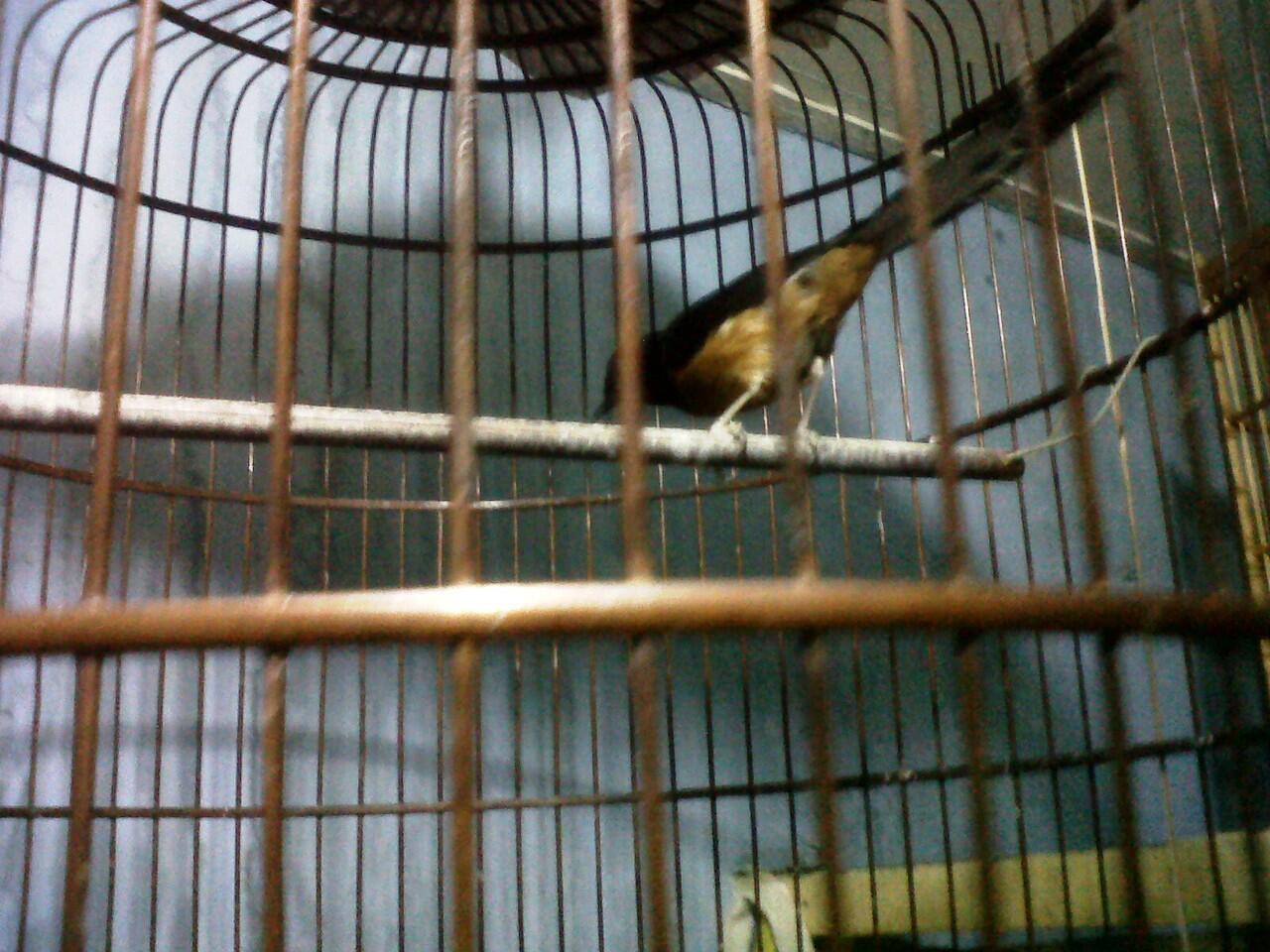 Murai Batu Medan Gacor