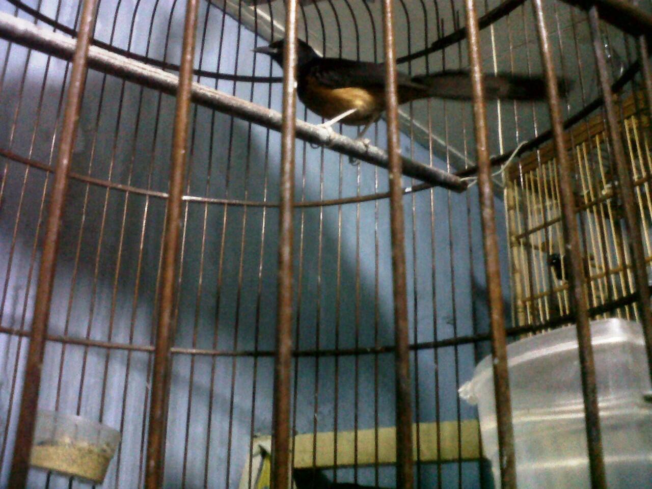 Murai Batu Medan Gacor