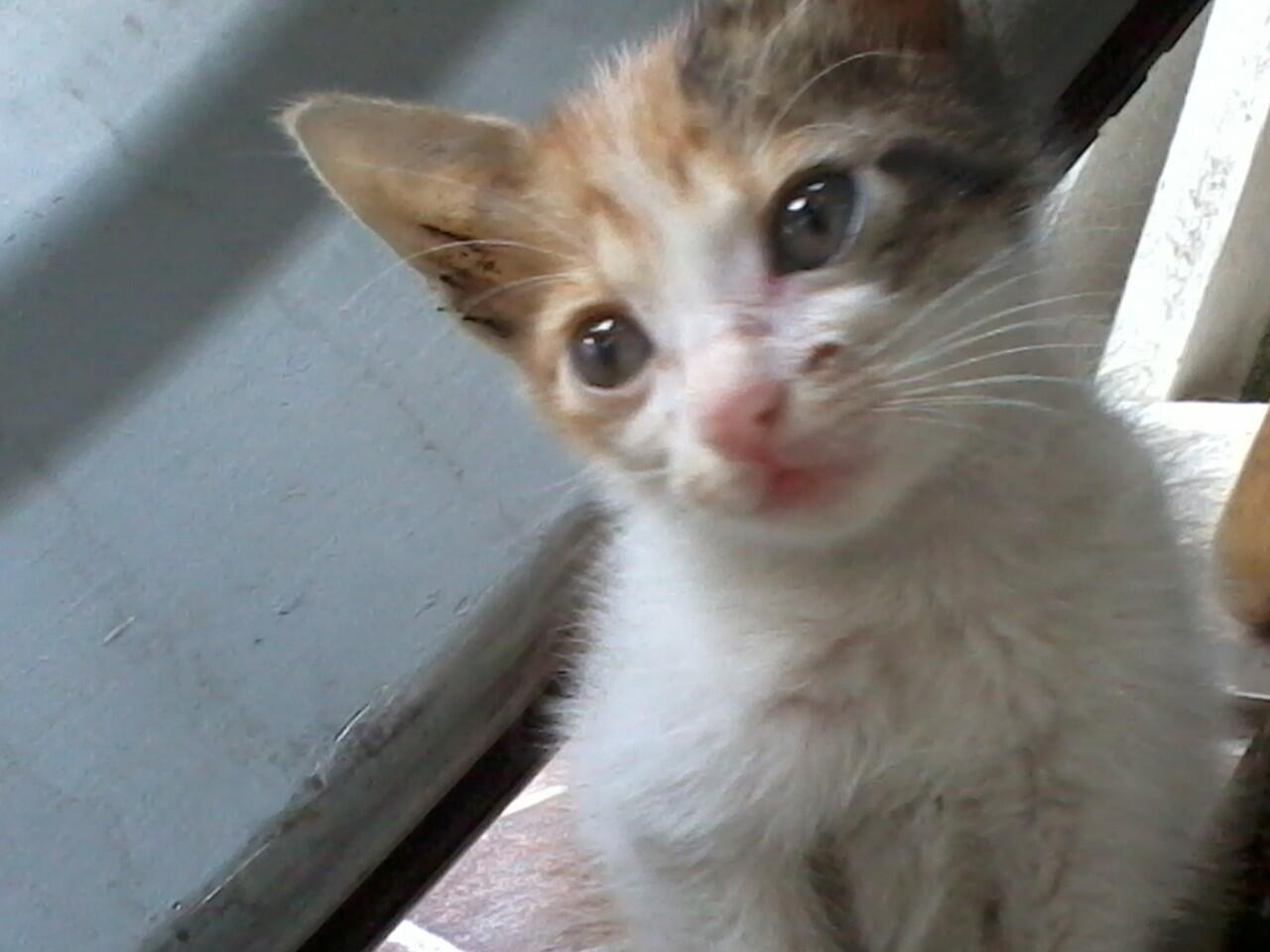 URGENT !!! 2 KUCING KAMPUNG MEMBUTUHKAN DONASI AGAN2 UTK SEGERA OPERASI PATAH TULANG!