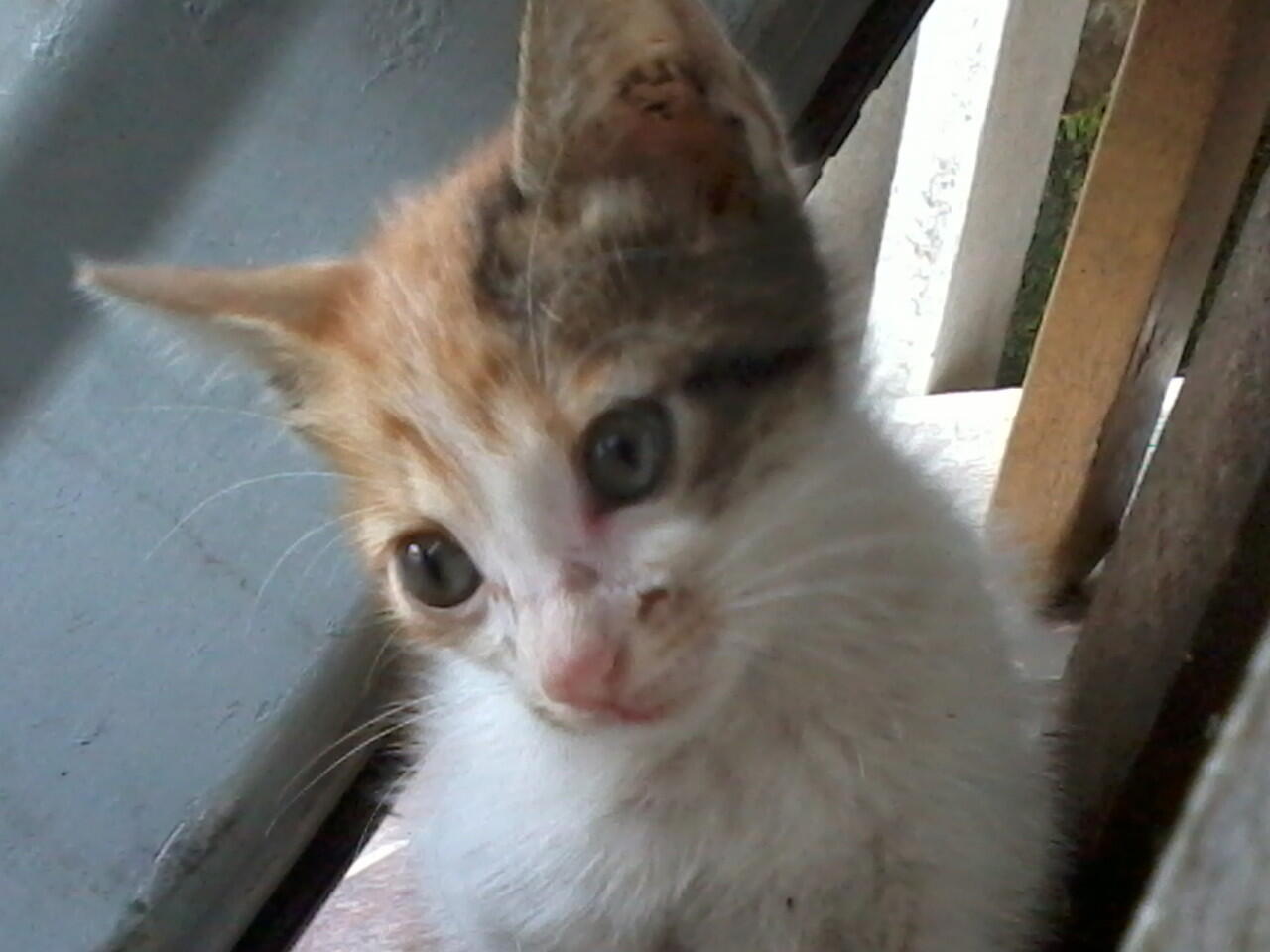 URGENT !!! 2 KUCING KAMPUNG MEMBUTUHKAN DONASI AGAN2 UTK SEGERA OPERASI PATAH TULANG!