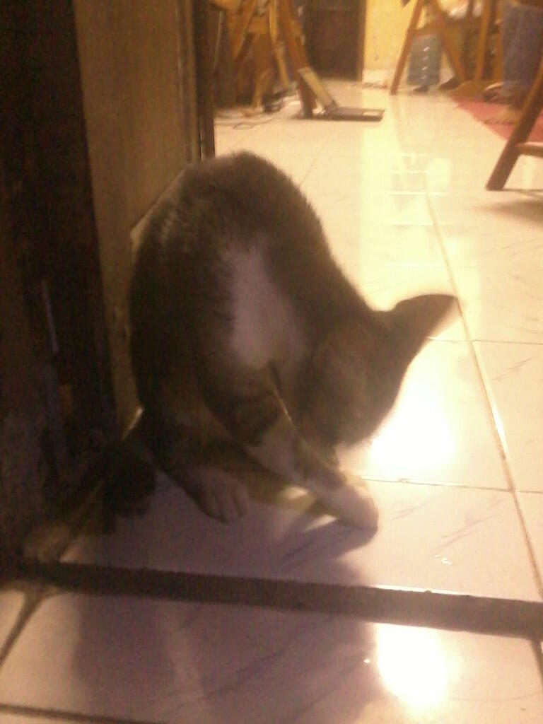 URGENT !!! 2 KUCING KAMPUNG MEMBUTUHKAN DONASI AGAN2 UTK SEGERA OPERASI PATAH TULANG!