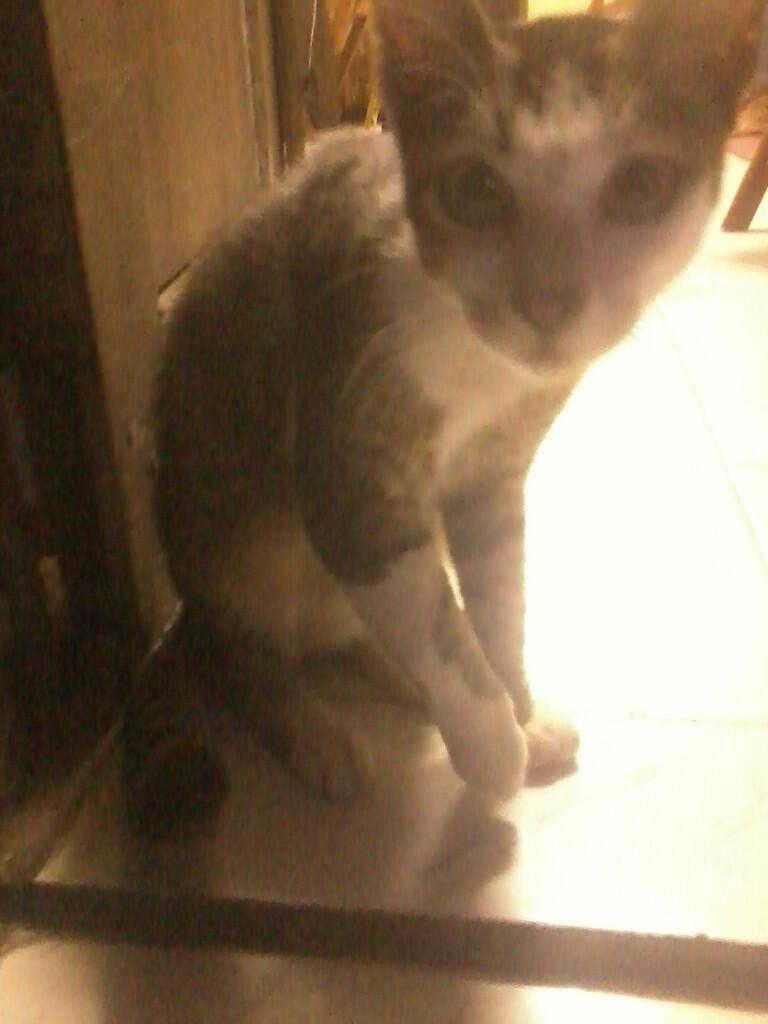 URGENT !!! 2 KUCING KAMPUNG MEMBUTUHKAN DONASI AGAN2 UTK SEGERA OPERASI PATAH TULANG!