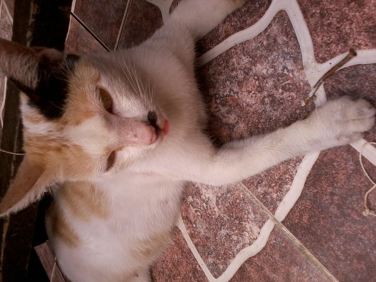 URGENT !!! 2 KUCING KAMPUNG MEMBUTUHKAN DONASI AGAN2 UTK SEGERA OPERASI PATAH TULANG!