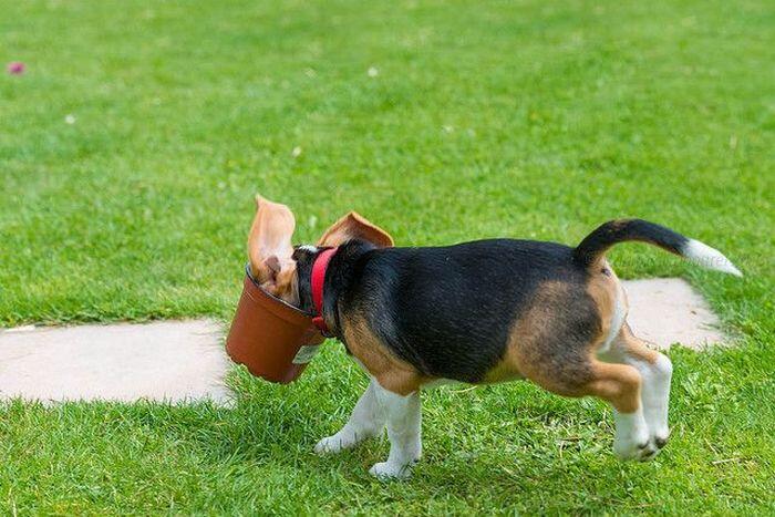 Ayo Tebak, Anjing VS Pot Bunga Menang Mana? :D