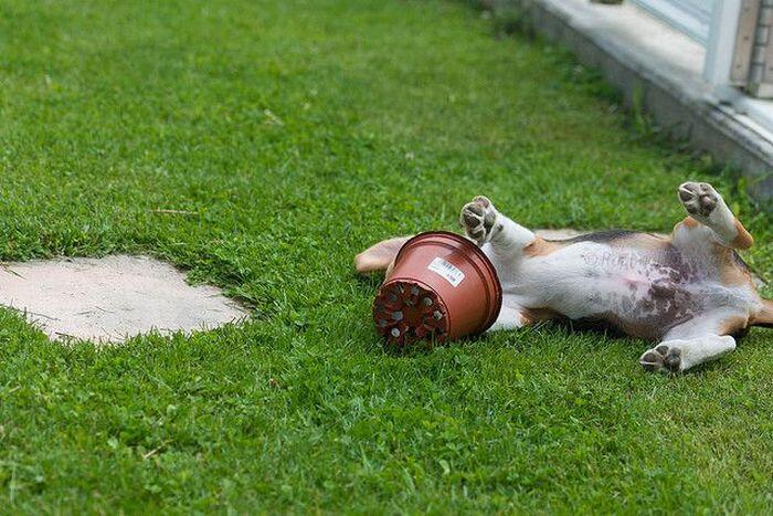 Ayo Tebak, Anjing VS Pot Bunga Menang Mana? :D