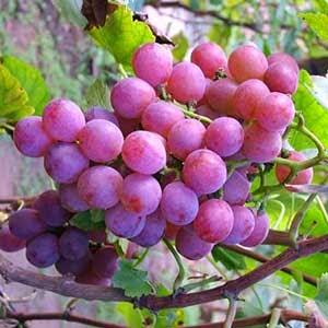 5 Buah yang diduga buah terlarang yang pernah dimakan Adam &amp; Hawa