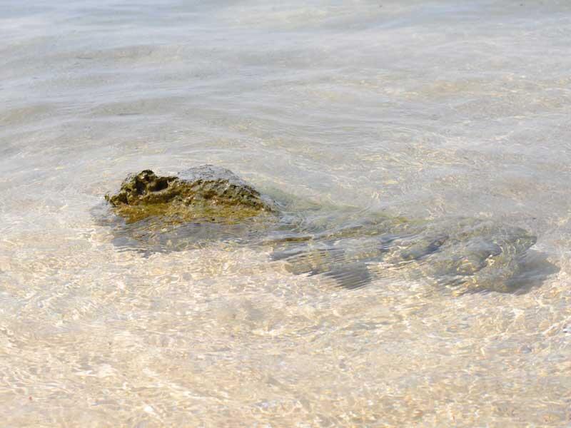 &#91;FR&#93; kepulauan seribu (pramuka, air, semak daun, tidung)