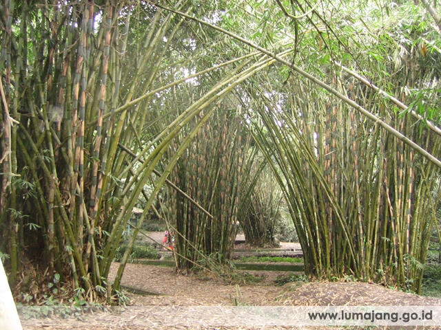 Wisata Kabupaten Lumajang