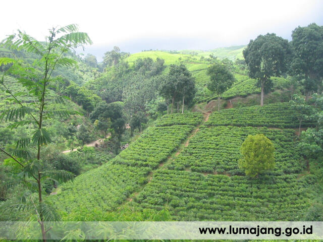 Wisata Kabupaten Lumajang