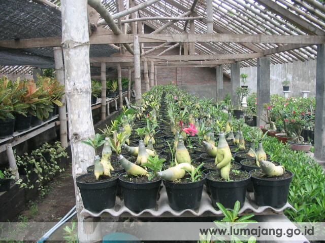 Wisata Kabupaten Lumajang