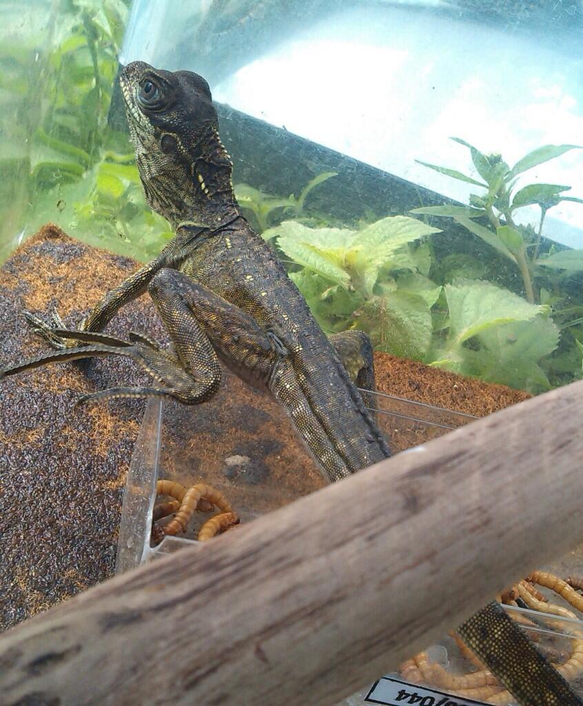 Soa layar(hydrosaurus amboinensis, weberi, pustulatus 