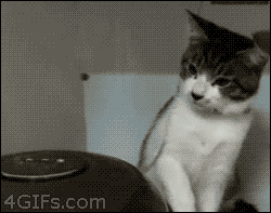 punya temen kucing satu ni bego amat, sampe ngakak ane
