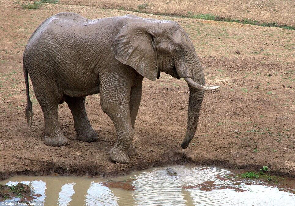 Belalai Gajah Digigit Buaya