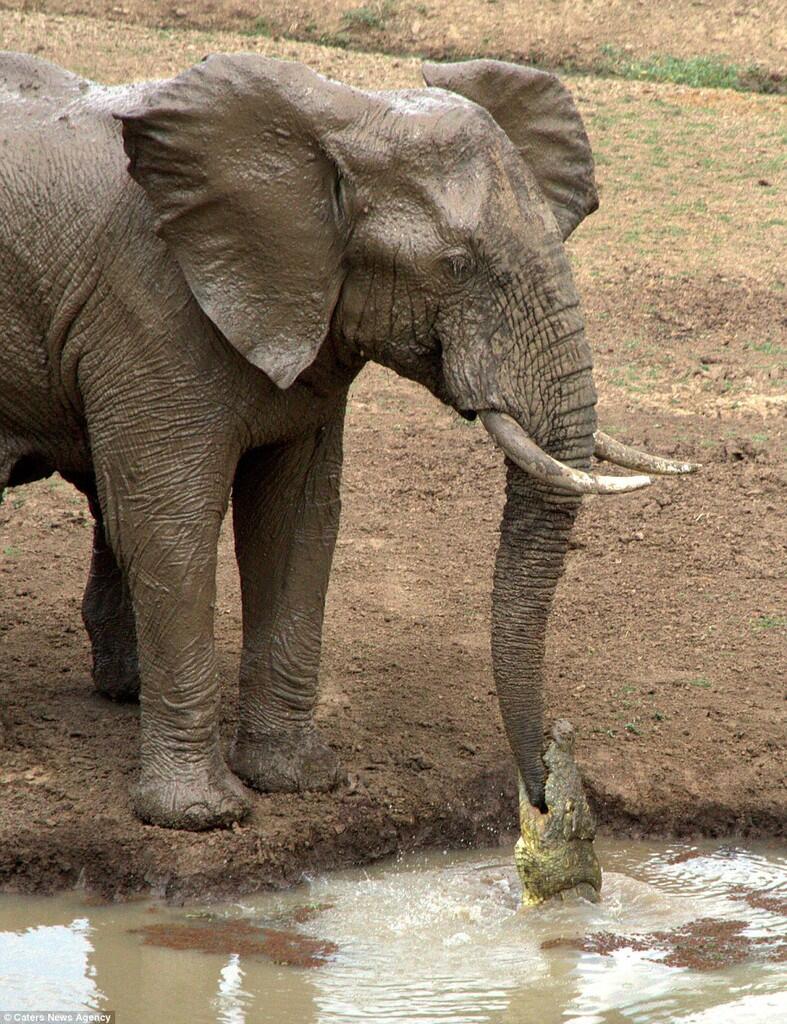 Belalai Gajah Digigit Buaya