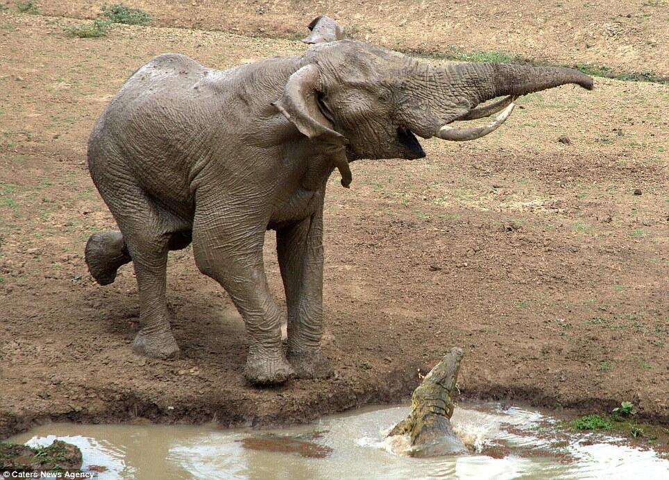 Belalai Gajah Digigit Buaya