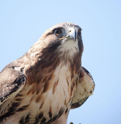 16 Burung yang eksotis