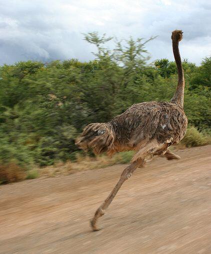 16 Burung yang eksotis