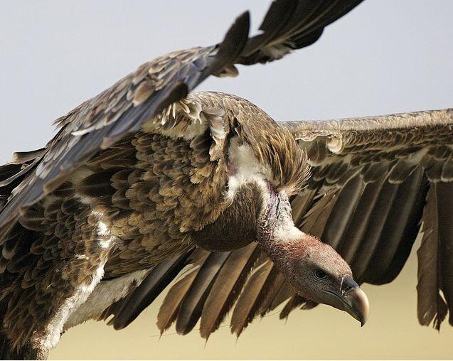 16 Burung yang eksotis