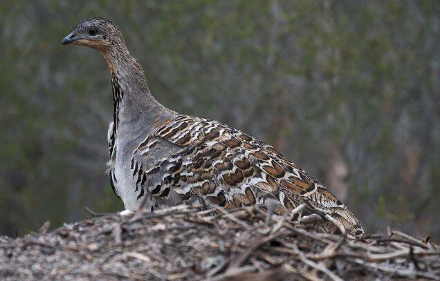 16 Burung yang eksotis