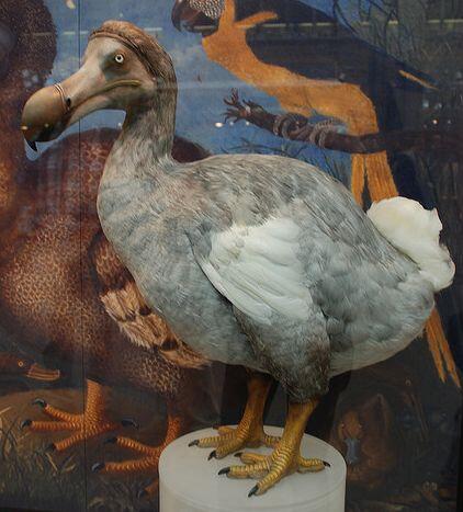 16 Burung yang eksotis