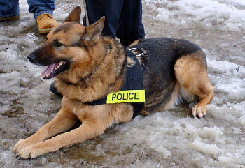 Anjing Polisi di Inggris Akan Dapat Dana Pensiun Rp 27 Juta