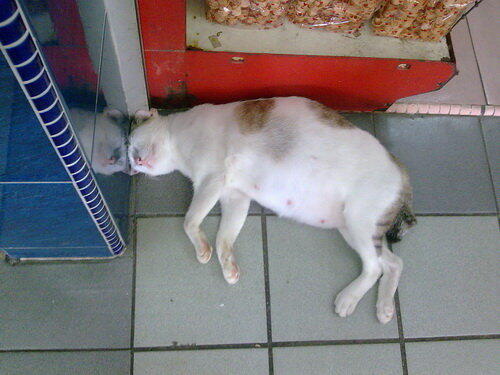 Jgn salah bukan org aja yg bisa teler , kucing jg bisa teler kalo gak percaya liat