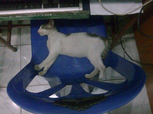 Jgn salah bukan org aja yg bisa teler , kucing jg bisa teler kalo gak percaya liat