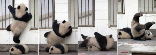 &#91;LUCU GAN&#93; Mau &quot;Kabur&quot;, Panda Kecil Malah Terguling