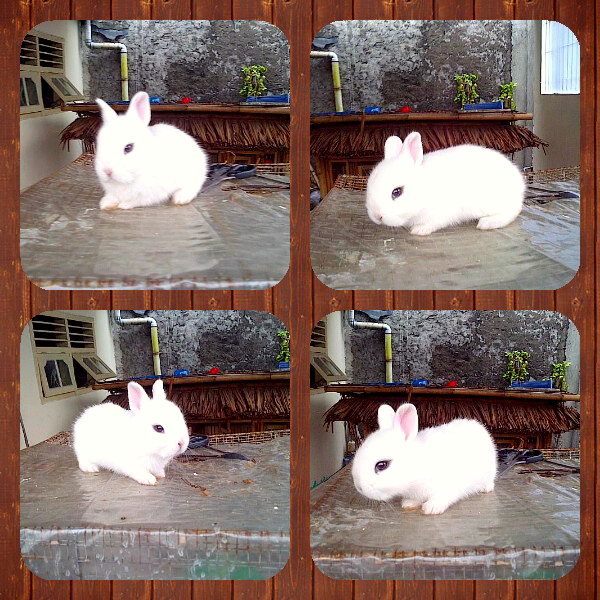 Jual kelinci hias mini, fuzzy lop, dutch berkualitas dan sehat di RAHARABBITS