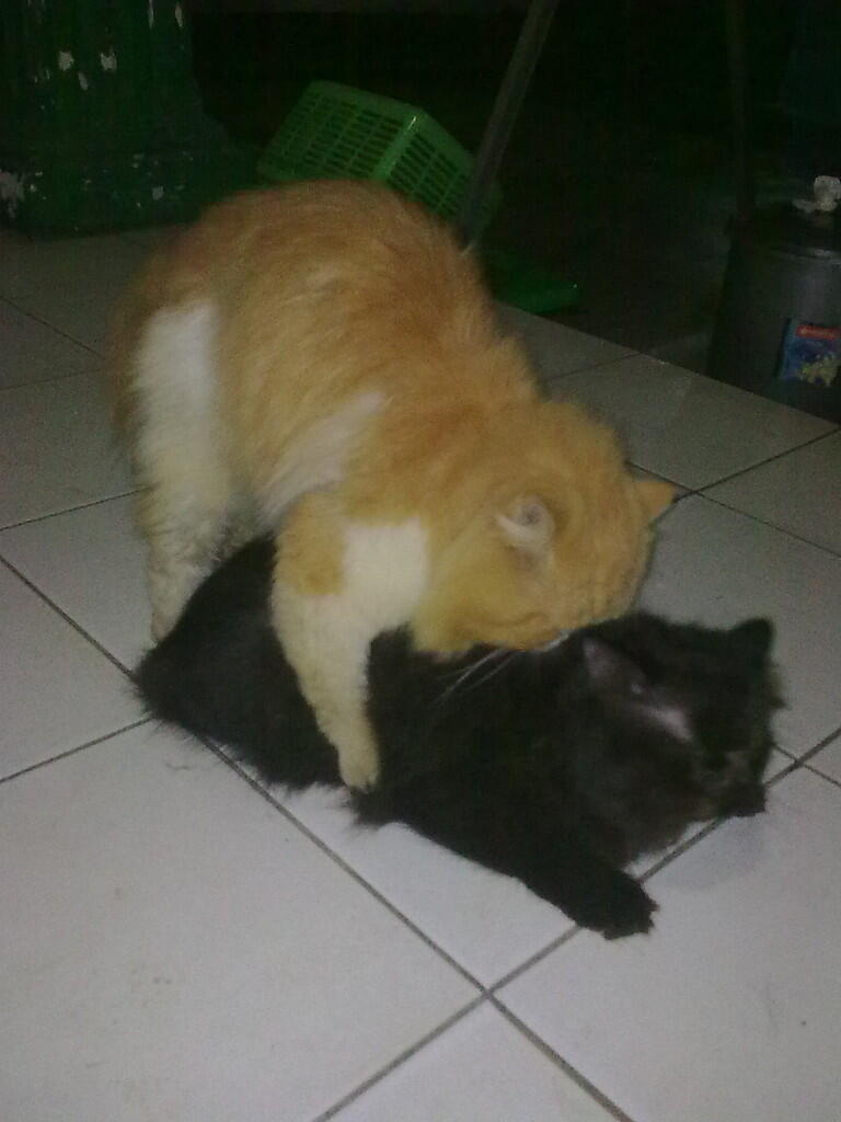 JASA PACAK KUCING PEAKNOSE JAKARTA SELATAN KEMANG