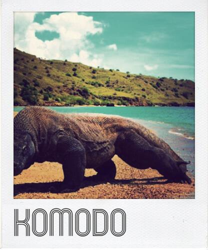 MURAH !! TOUR &amp; SAILING BARENG TAHUN BARU KE PULAU KOMODO 4H3M - ONLY 10 PAX - 