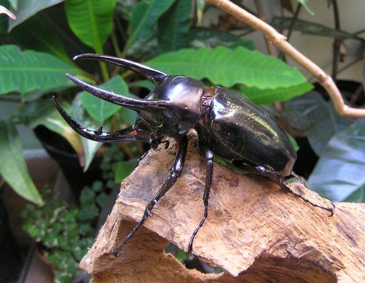Mengenal lebih dalam tentang si kumbang tanduk  hewan 