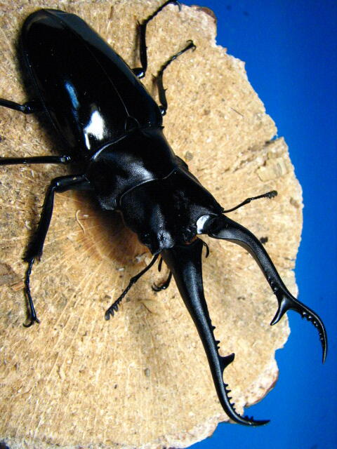 Mengenal lebih dalam tentang si kumbang tanduk hewan eksotis (IBL)