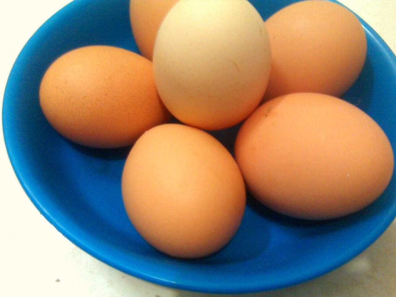 Perbedaan Telur , Telor dan TOLOR