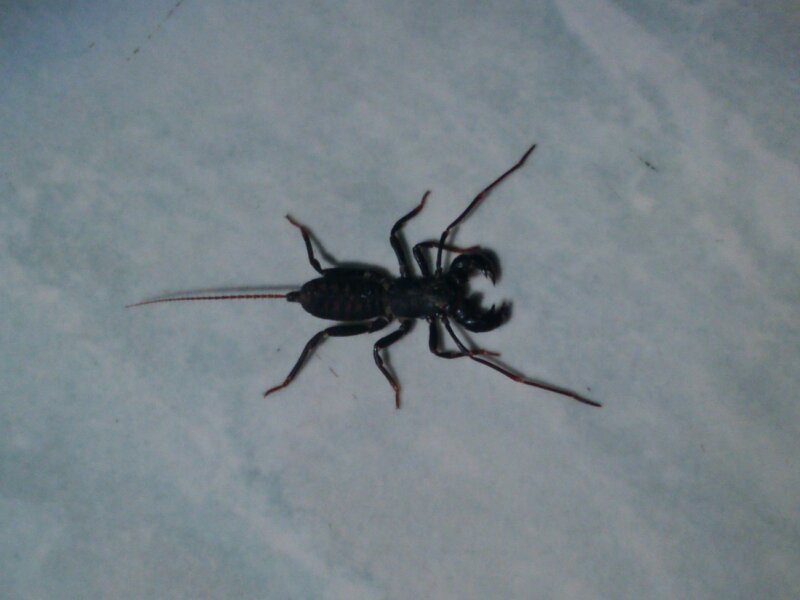 [ASK] ada yang tau ini apaan ? @_@