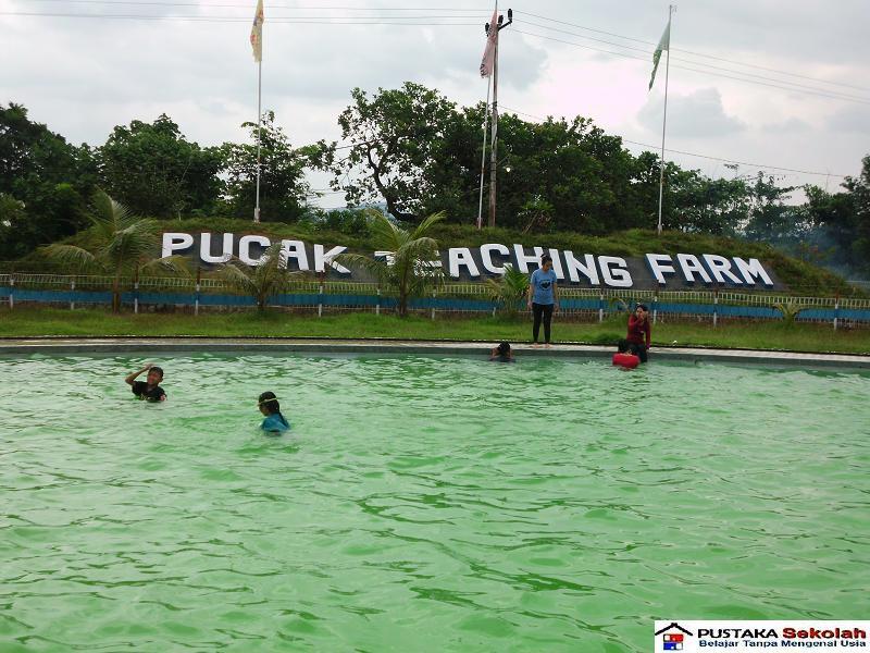 Pucak Teaching Farm: Agrowisata Menarik di Sulsel