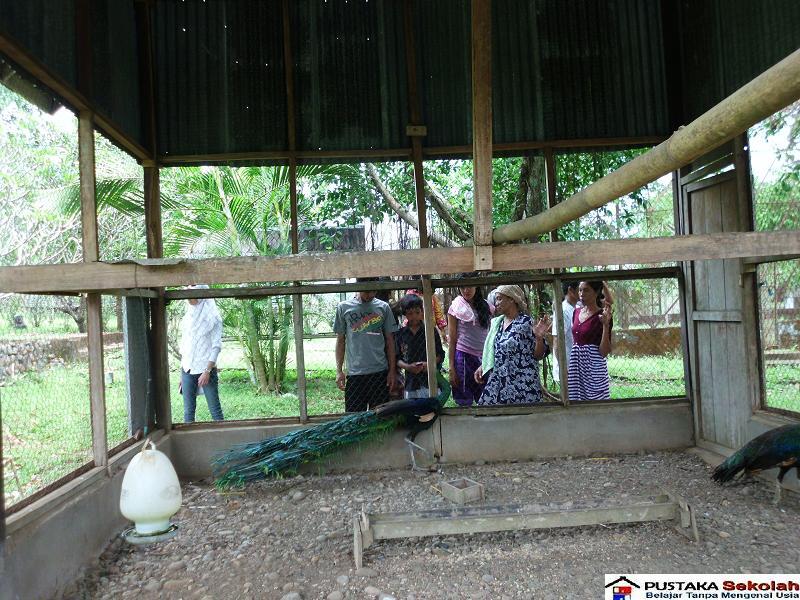 Pucak Teaching Farm: Agrowisata Menarik di Sulsel