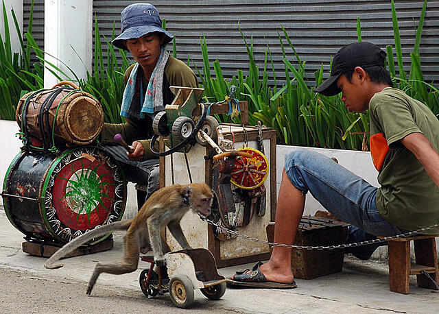 Foto Menakutkan Eksploitasi Monyet di Indonesia