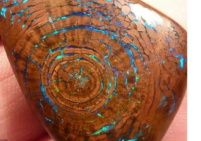 BATU OPAL LANGKA DITEMUKAN DARI FOSIL KAYU