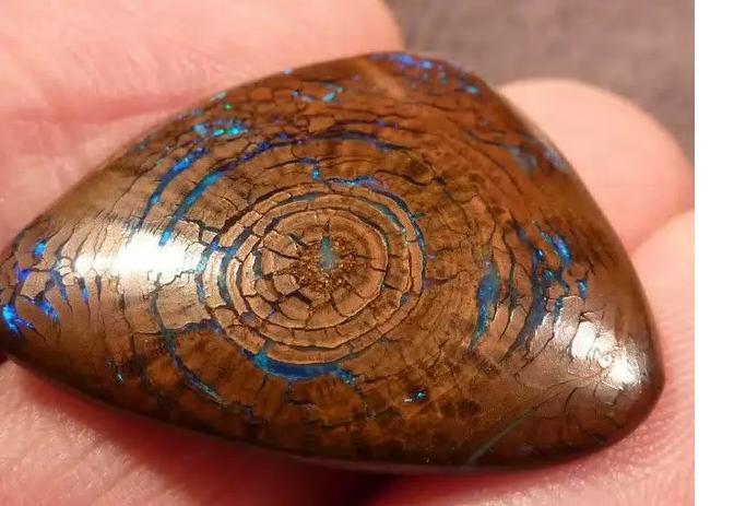 BATU OPAL LANGKA DITEMUKAN DARI FOSIL KAYU