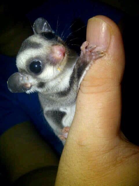 Dijual SUGAR GLIDER JOEY CB MURAH FRESH DR INDUKAN ( JAKARTA ONLY )