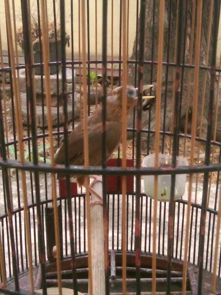 Burung Hwamei/Wambi