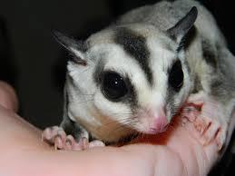 Mengenal Lebih Dekat Dengan Sugar Glider hewan Exotic asal Indonesia