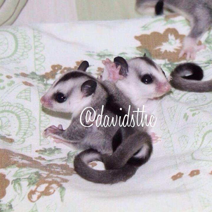 Mengenal Lebih Dekat Dengan Sugar Glider hewan Exotic asal Indonesia