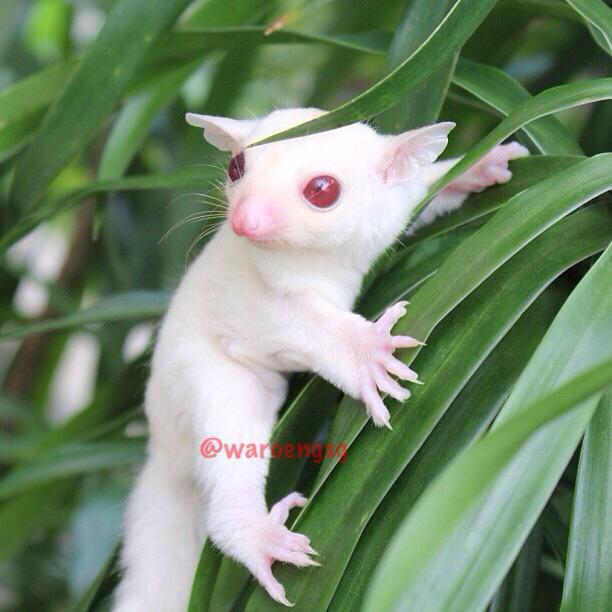 Mengenal Lebih Dekat Dengan Sugar Glider hewan Exotic asal Indonesia