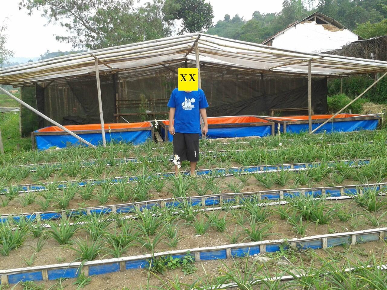 Terjual Bibit Bunga  Sedap  Malam  Wangi Tanaman Hias Flora 