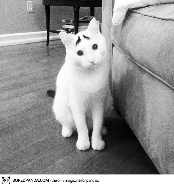 10 Kucing Ini Terkenal Karna Corak Bulunya